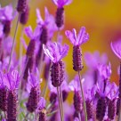 Summer Lavender.